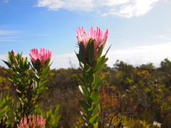 Protea compacta