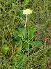 Helichrysum pallidum