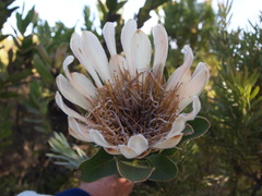 Protea compacta