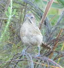 Sphenoeacus afer afer