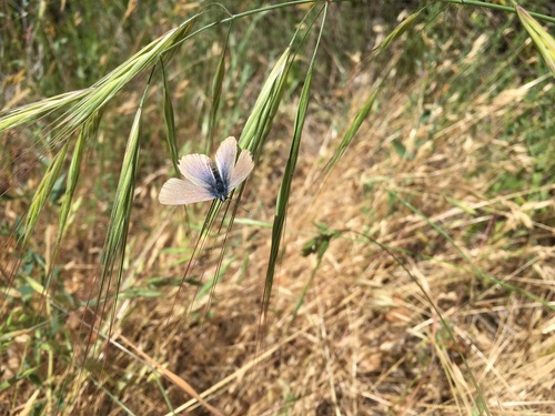 iNaturalist observation photo of Typical Blues