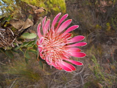 Protea compacta
