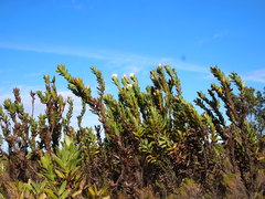 Protea compacta