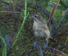 Sphenoeacus afer afer