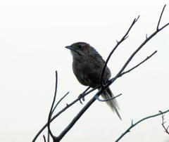 Sphenoeacus afer afer