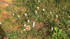 Convolvulus arvensis