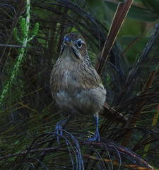 Sphenoeacus afer afer