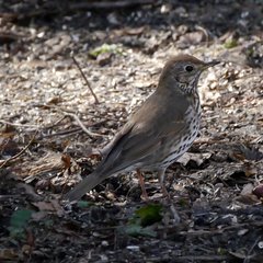 Turdus philomelos