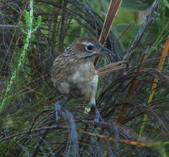 Sphenoeacus afer afer