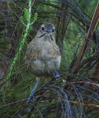 Sphenoeacus afer afer