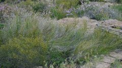 Psoralea glaucescens