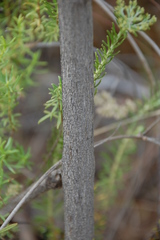 Psoralea glaucescens