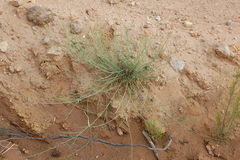 Psoralea glaucescens