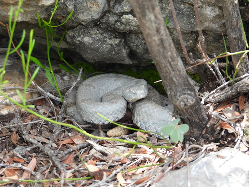 Rock Rattlesnake