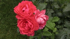 Rosa