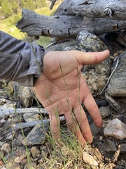 Muhlenbergia richardsonis