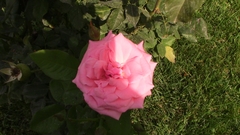 Rosa