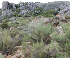 Psoralea glaucescens