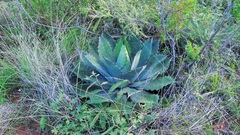 Agave potatorum