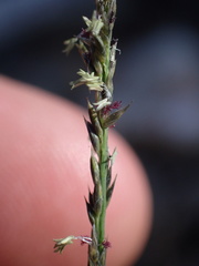 Muhlenbergia richardsonis