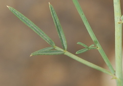 Psoralea glaucescens