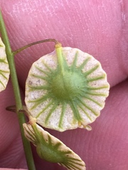 Thysanocarpus radians