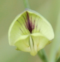Psoralea glaucescens