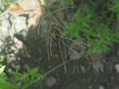 Leptochloa