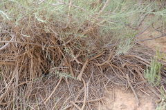 Psoralea glaucescens