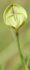 Psoralea glaucescens