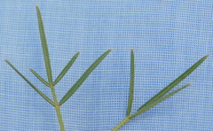 Psoralea glaucescens