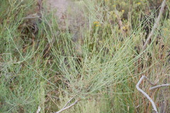 Psoralea glaucescens
