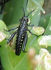 Phymateus