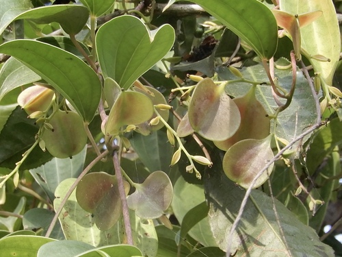 Dioscorea oppositifolia observed 2021-08-16