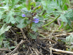 Glechoma hederacea