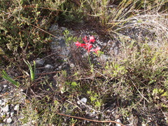 Tritoniopsis pulchra