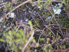 Tritoniopsis pulchra