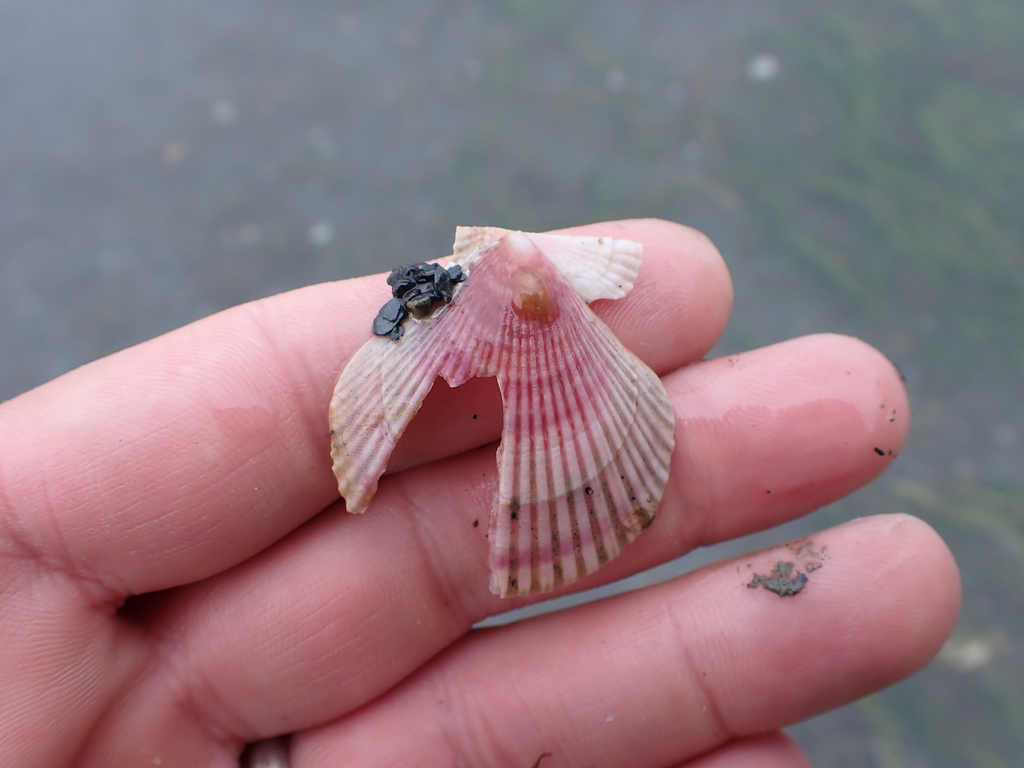 reddish scallop