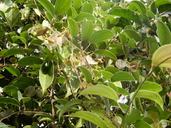 Dioscorea oppositifolia