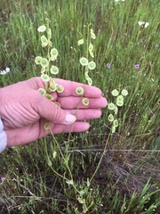 Thysanocarpus radians