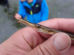 Aulorhynchus flavidus