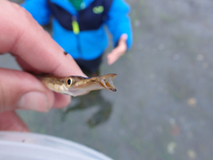 Aulorhynchus flavidus