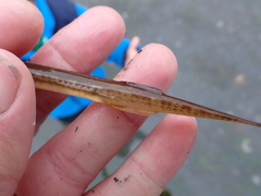 Aulorhynchus flavidus