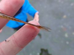 Aulorhynchus flavidus