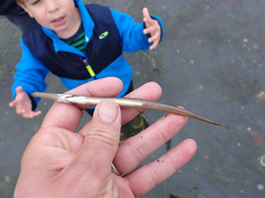 Aulorhynchus flavidus