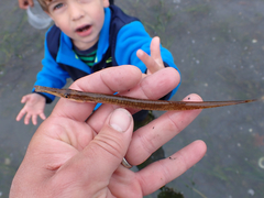 Aulorhynchus flavidus