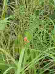 Indigofera tenuissima