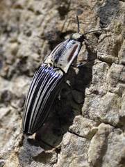 Chalcolepidius erythroloma