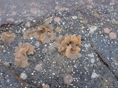 Dendrobeania lichenoides
