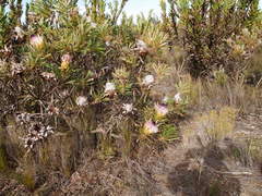 Protea longifolia